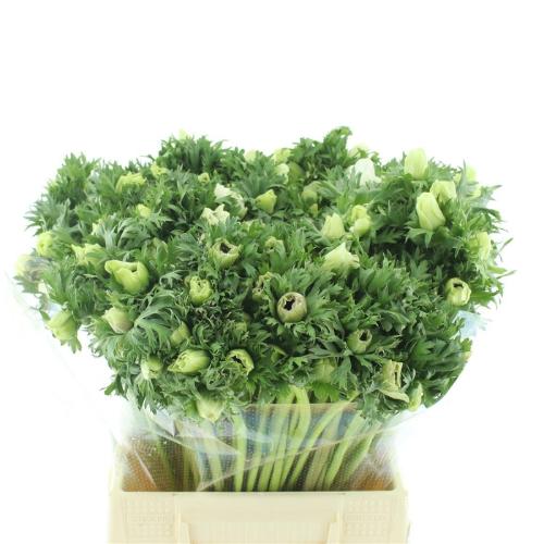 Anemone coronaria 'Marianne White'