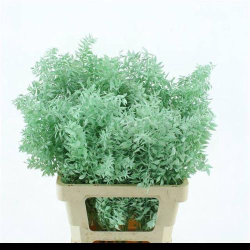 Ruscus kleurbehandeld H%