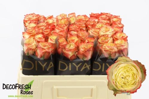 Rosa grootbloemig Adventure