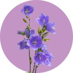 Campanula