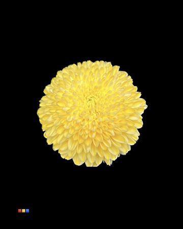 Chrysanthemum geplozen kas kleurbehandeld H%