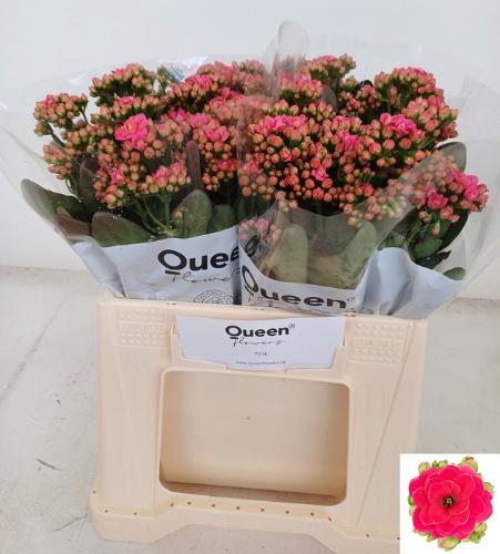 Kalanchoe 'Sensual Pink Meadow'