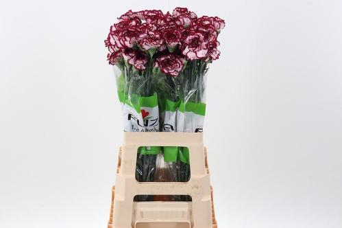 Dianthus standaard Baccarat