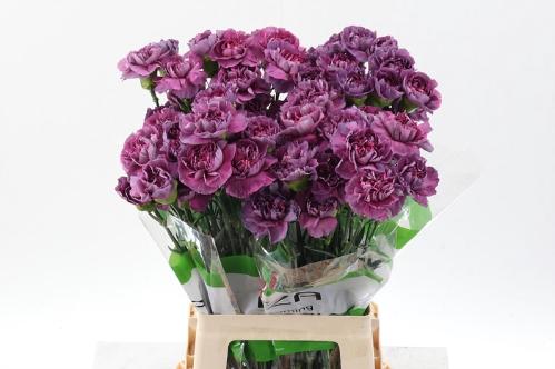 Dianthus standaard Hypnosis
