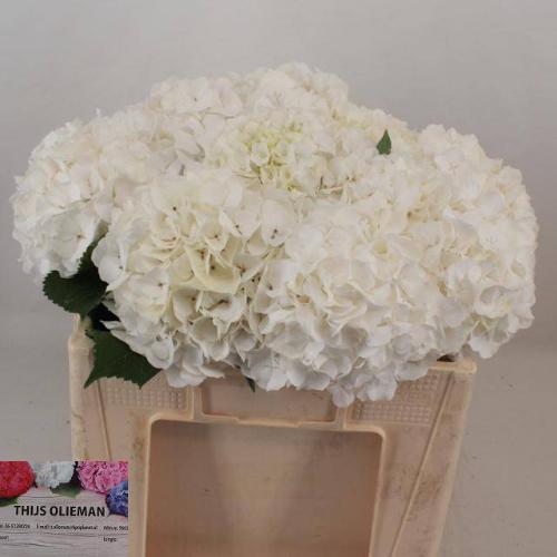 Hydrangea macrophylla Noordpool