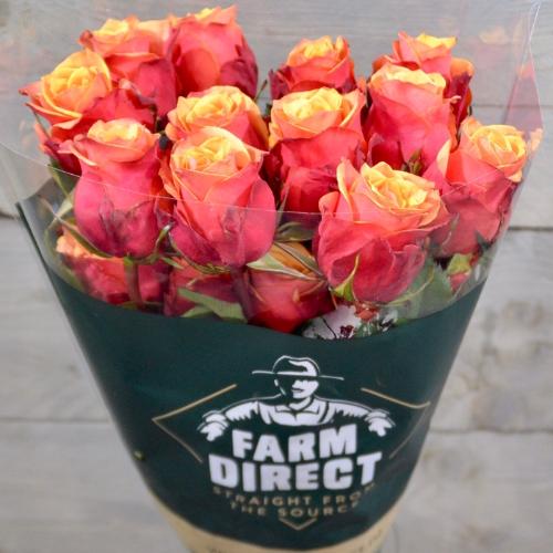 Rosa grootbloemig Cherry Brandy