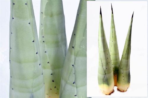 Decoratiegroen groot blad
