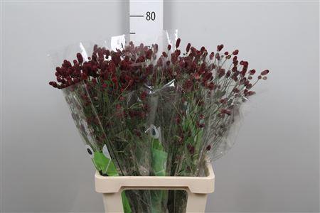 Sanguisorba officinalis 'Red Dream'
