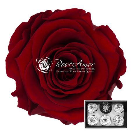 Rosa grootbloemig kleurbehandeld H%