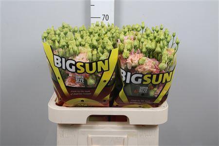 Eustoma russellianum gevuldbloemig 'Alissa Champagne'