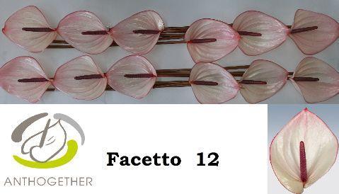 Anthurium Andreanum Grp Facetto