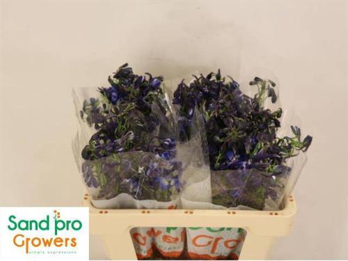 Delphinium Belladonna Grp enkelbloemig Donna