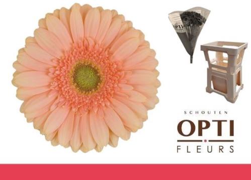 Gerbera grootbloemig Pre - Extase