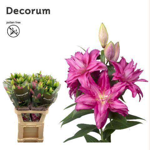 Lilium (Oriental Grp) dubbel Roselily Floretta