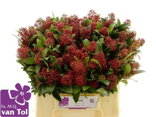 Skimmia per bos japonica 'Rubella'