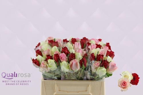 Rosa grootbloemig gemengd in bos