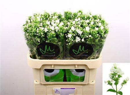 Phlox Paniculata Grp Icecap