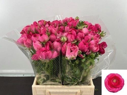 Ranunculus asiaticus 'Amandine Bonbon'