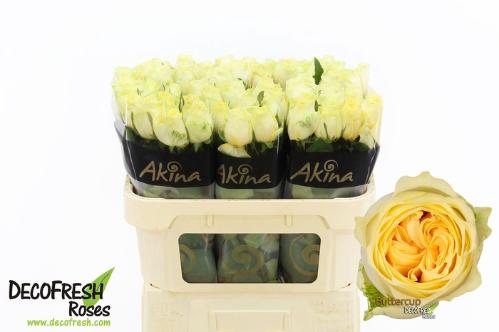 Rosa grootbloemig Buttercup