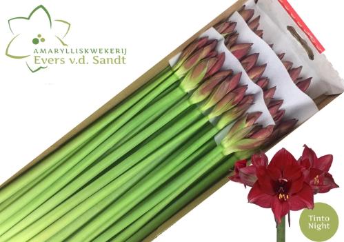 Hippeastrum Galaxy Grp 'Loyalty'