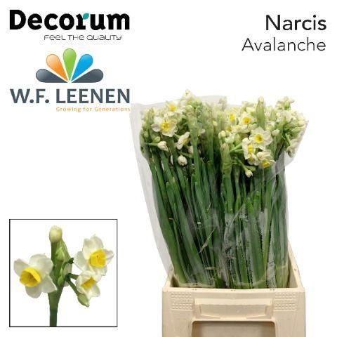 Narcissus tazetta met blad 'Avalanche'