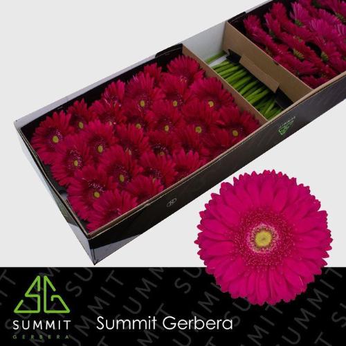 Gerbera grootbloemig 'Riley'