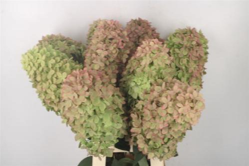 Hydrangea paniculata Magical Candle (classic)