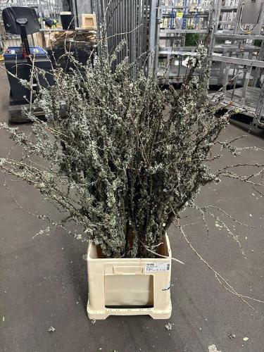 Larix doos