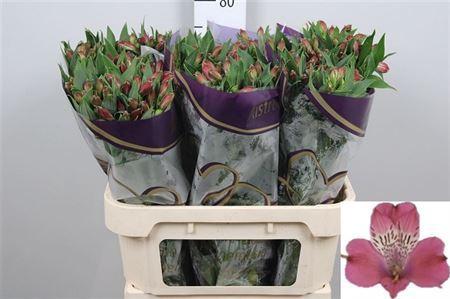 Alstroemeria Bubblicious