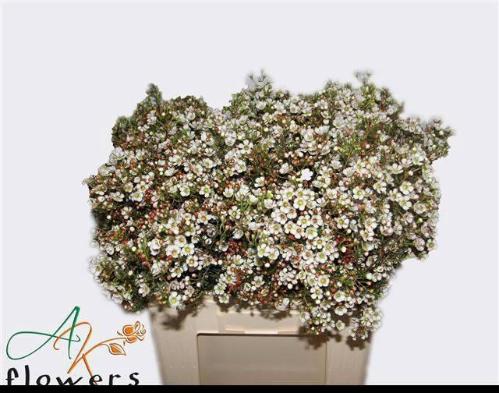 Chamelaucium uncinatum 'Dor'