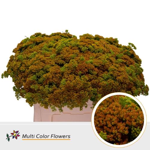 Sedum kleurbehandeld H%