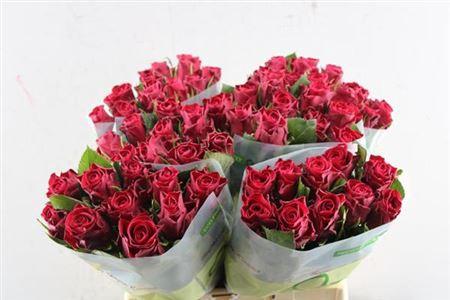 Rosa grootbloemig Red Tacazzi+