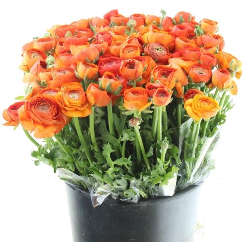 Ranunculus asiaticus 'Elegance Orange'
