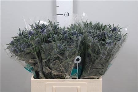 Eryngium Orion Questar