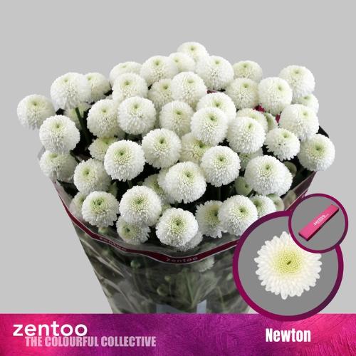 Chrysanthemum (Indicum Grp) tros santini Newton