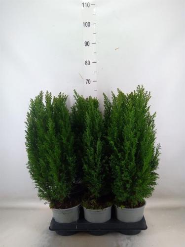 Chamaecyparis lawsoniana 'Ellwoodii'