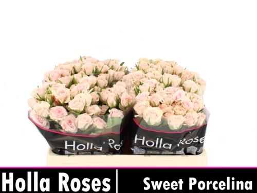 Rosa tros Sweet Porcelina