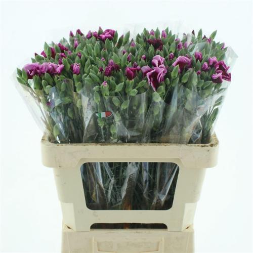 Dianthus 'Symply Candy'