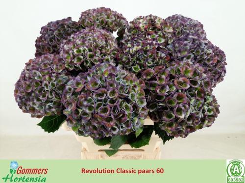 Hydrangea macrophylla Magical Revolution (classic blue)