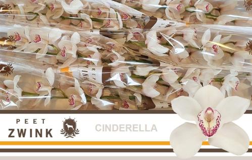 Cymbidium grootbloemig 'Cinderella'