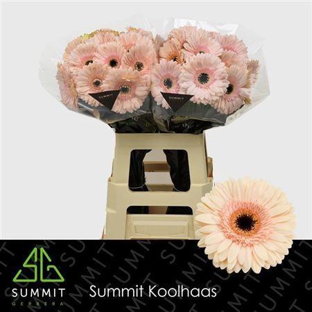 Gerbera grootbloemig 'Cafe del Mar'