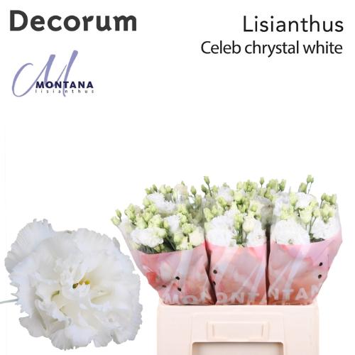 Eustoma russellianum gevuldbloemig 'Celeb Chrystal'
