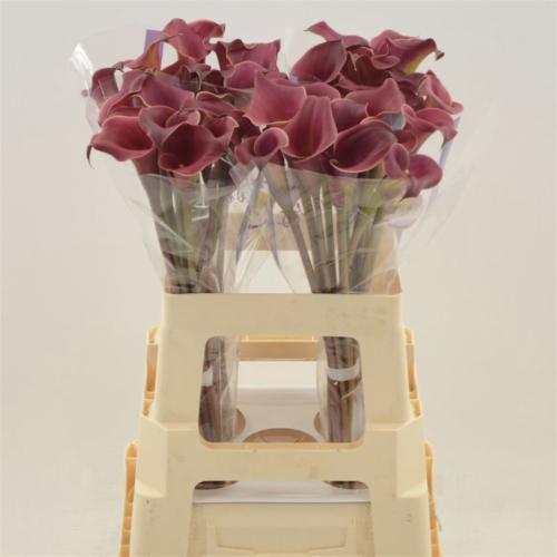 Zantedeschia 'Red Charm'