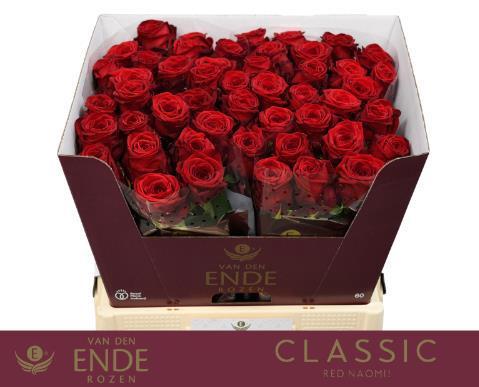 Rosa grootbloemig Red Naomi!