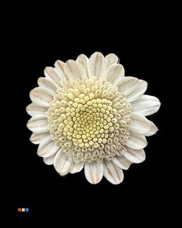 Chrysanthemum Indicum Grp tros kas kleurbehandeld H%