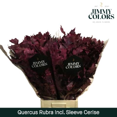 Quercus rubra kleurbehandeld H%