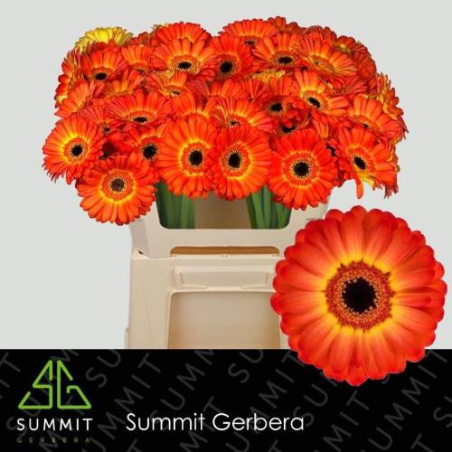 Gerbera mini Flamazing