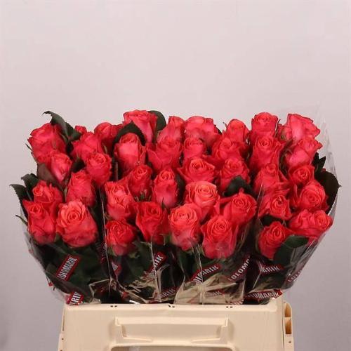 Rosa grootbloemig Pink Tacazzi+