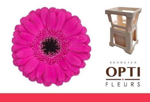 Gerbera mini Anna
