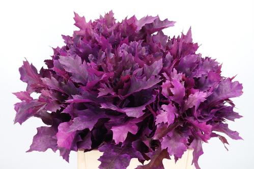 quercus overig kleurbehandeld H%